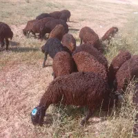 فروش ۳۱ رس بره نره
