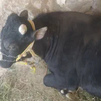 گوساله نر گوشتی