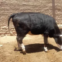 گوساله ماده ۴۰۰ کیلو چاق یک و نیم ساله
