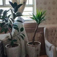 گل اپارتمانی