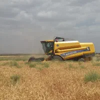گندم بذری رقم آدورا
