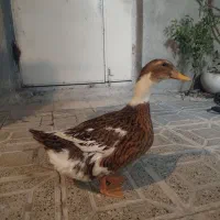 اردک