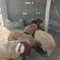 گوسفند