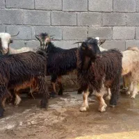 بیگ نر