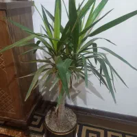 گل طبیعی