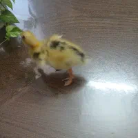 جوجه اردک
