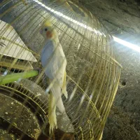 تعدادی عروس هلندی