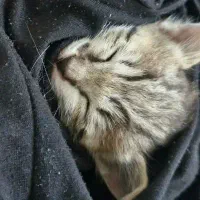گربه dsh