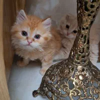 فروش ۵عدد گربه بریتیش اصیل