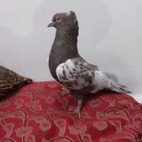 یه جفت سینه ای معامله با گوک