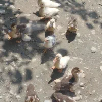 جوجه اردک وجوجه اردک اسراییلی وقوغاز نر بالغ