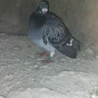 کبوتر|پرنده|هامون, |دیوار