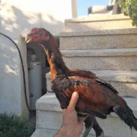جوجه خروس لاری