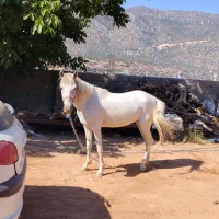 مادیون چابک سفید زیبا و در سلامت کامل و جوان