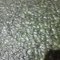 مغز تخمه کدو درجه ۱ تعداد بالا