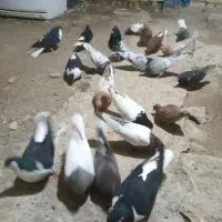 کفتر