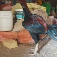 جوجه خروس