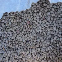 لوبیا چیتی درجه یک