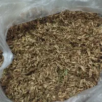 بهار نارنج اصل