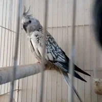 جفت عروس نر وماده وایت فیس و مرواریدی
