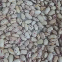 لوبیا چیتی