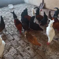مرغ و خروس کردی اصیل