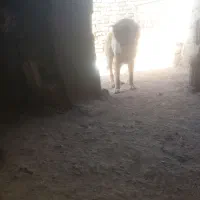 سگ گله