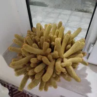 گل کاکتوس