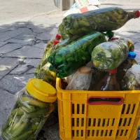خیارشور تازه سال