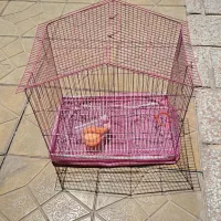 قفس