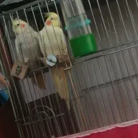 جفت عروس هلندی مولد