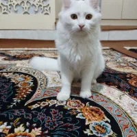 گربه پرشین کلاسیک