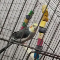 عروس هلندی نر شیطون و پرحرف