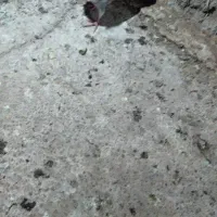 ۳ عدد جوجه کفتر فروشی