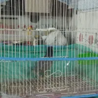 مرغ مینا