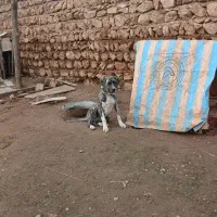 سگ داگو|سگ|کارزان, |دیوار