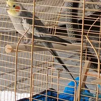 عروس هلندی دستی و سخنگو با قفس