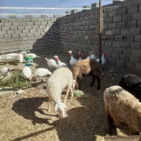 بوقلمون گوشتی