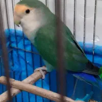 سلام این طوطی برزیلی من ۲هفته گم شده