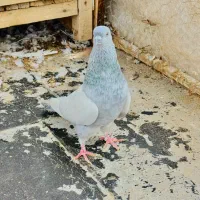 سینه ابی