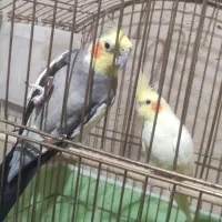 جفت عروسی هلندی به شرط جوجه