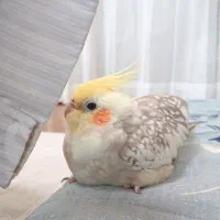 جوجه عروس هلندی