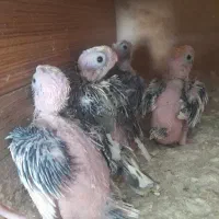 جوجه عروس هلندی