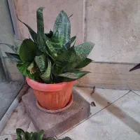 گل و گباه