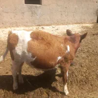 گوساله