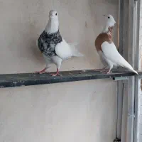 طوقی