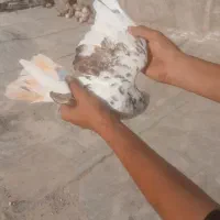 ۲ عدد کفتر پرشی