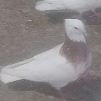 پرنده