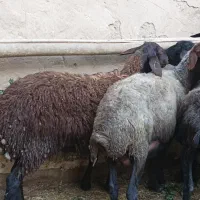 ۴ راس میش و بره درشت