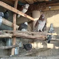 کاشونی|پرنده|نجفآباد, باغ ملی|دیوار